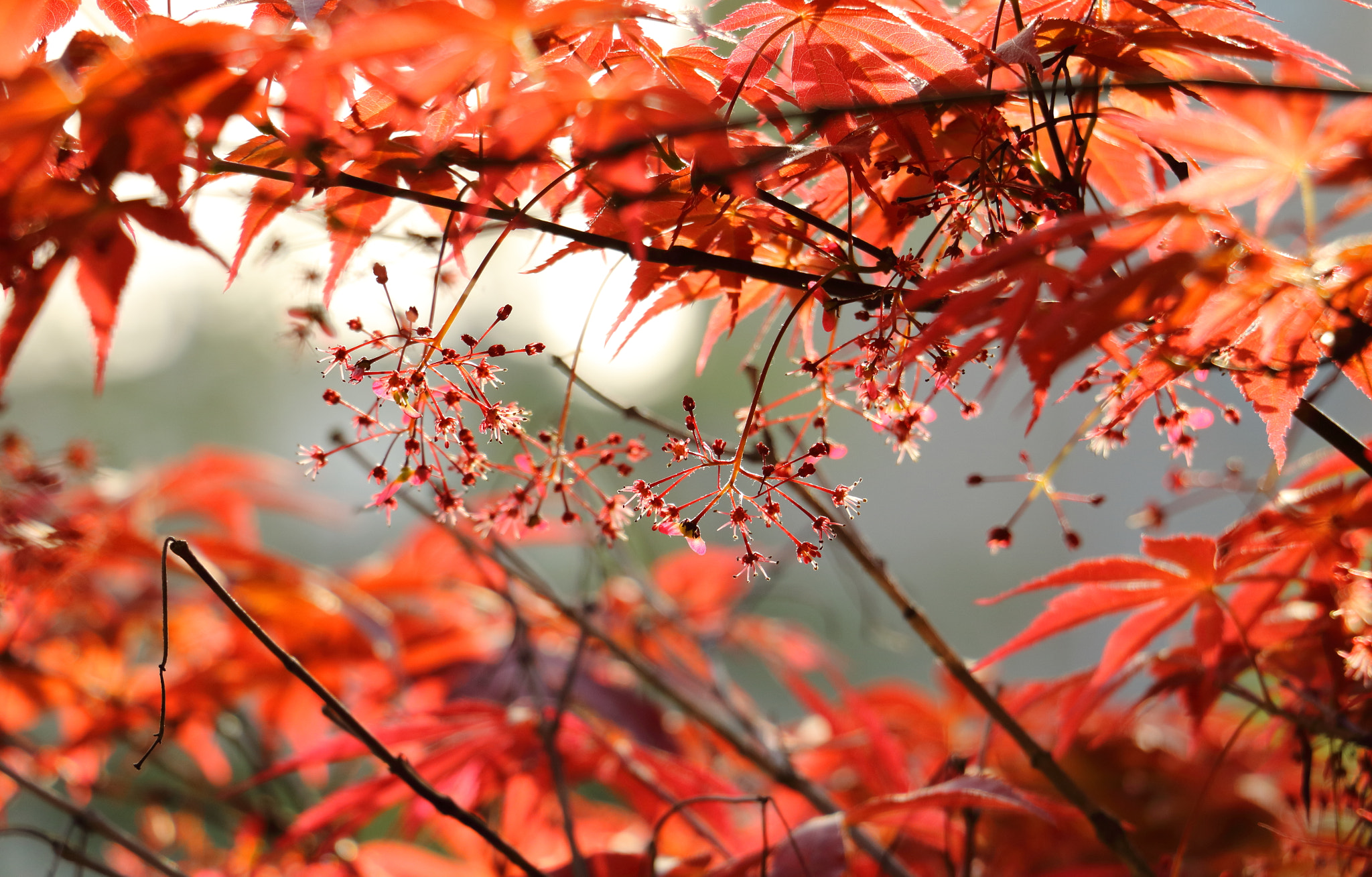 Canon EOS 760D (EOS Rebel T6s / EOS 8000D) sample photo. Maple in spring 2 photography