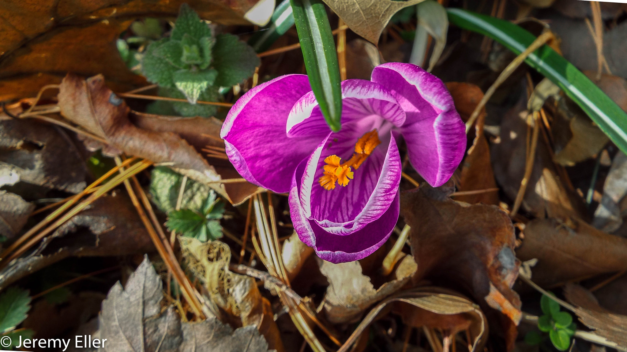 Fujifilm FinePix S9800 sample photo. Spring flower photography