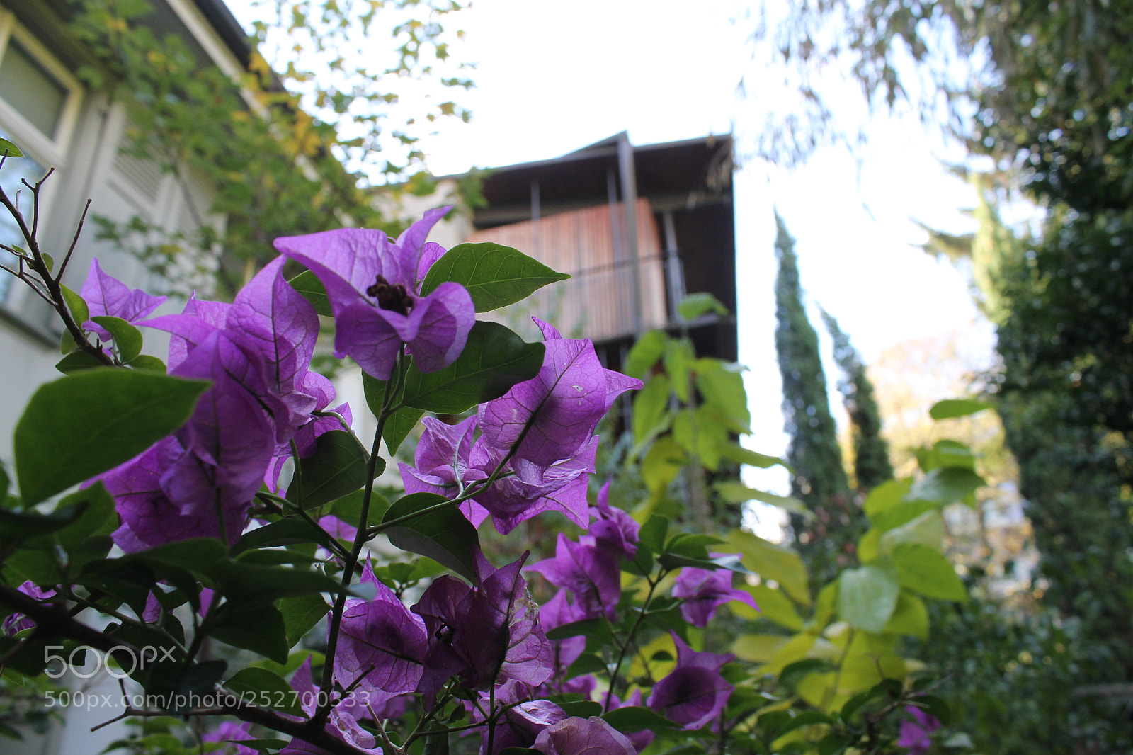 Canon EOS 1100D (EOS Rebel T3 / EOS Kiss X50) sample photo. Bougainvillier flowers photography