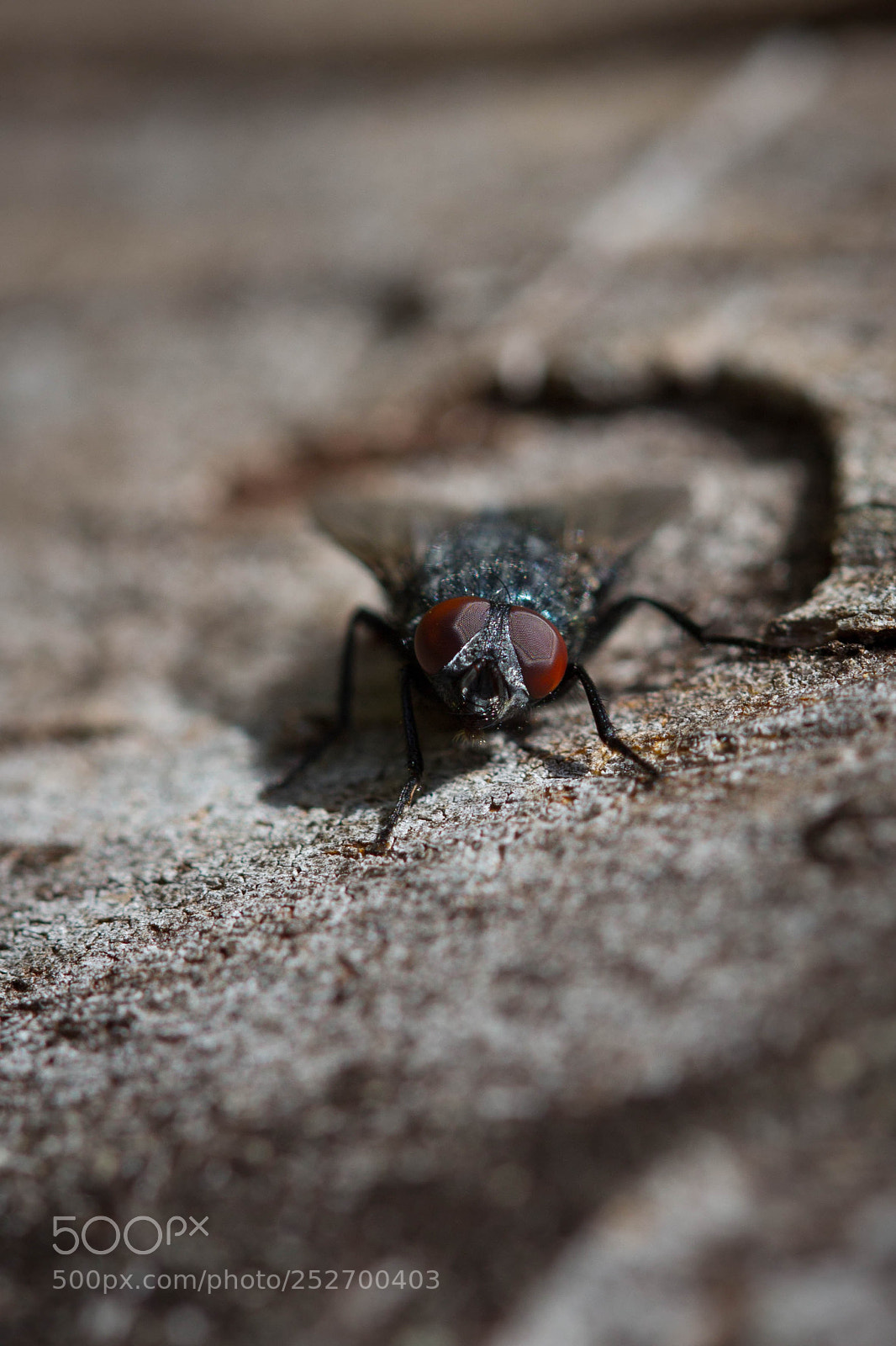 Canon EOS 60D sample photo. Die fliege und der photography