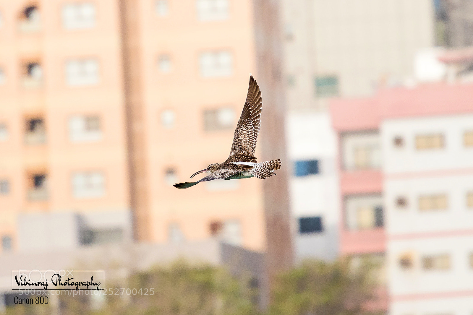 Canon EOS 80D sample photo. Canon 80d photography