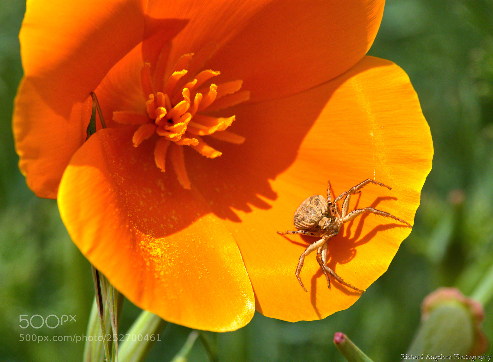 Nikon D7200 sample photo. California poppy photography