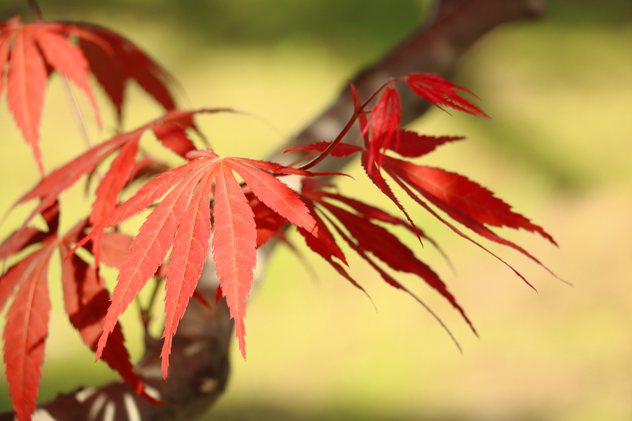 Canon EOS 760D (EOS Rebel T6s / EOS 8000D) sample photo. Maple in spring 3 photography