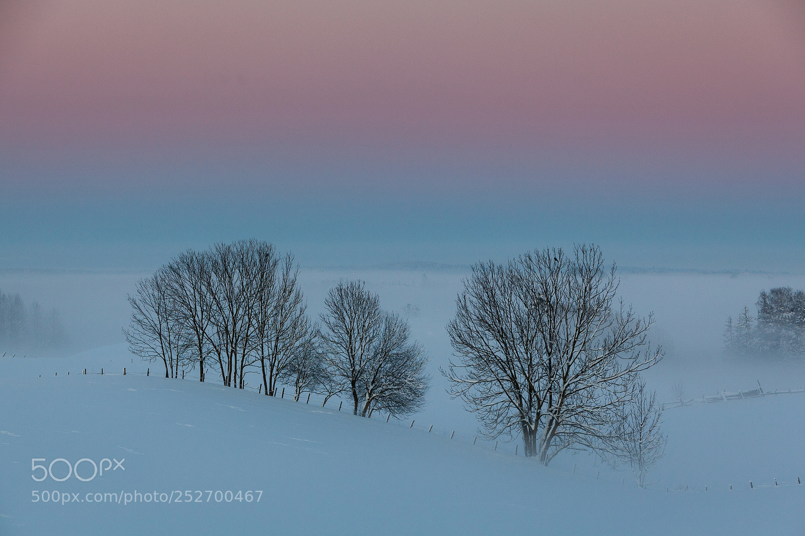 Canon EOS 5D Mark II sample photo. Winter trees photography