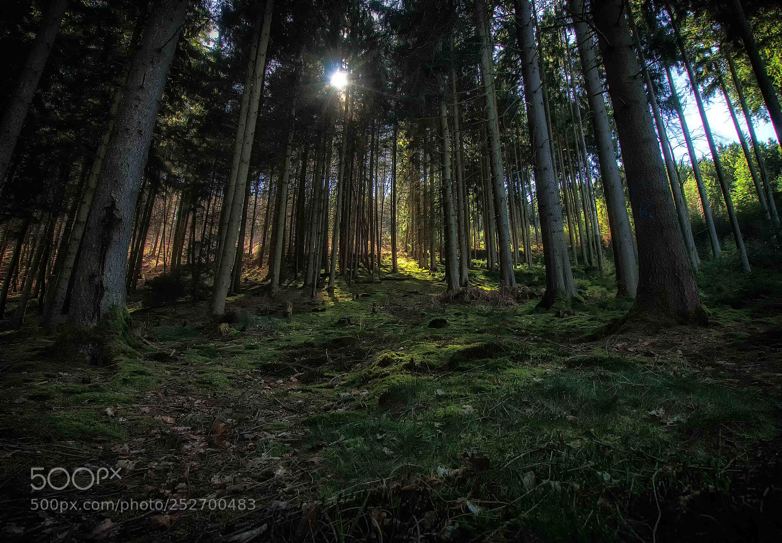 Sony SLT-A58 sample photo. Deep forest photography
