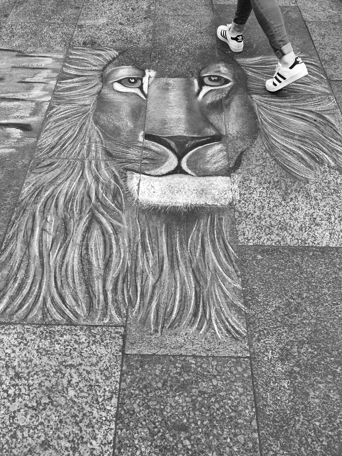Apple iPhone 6 sample photo. The lion photography