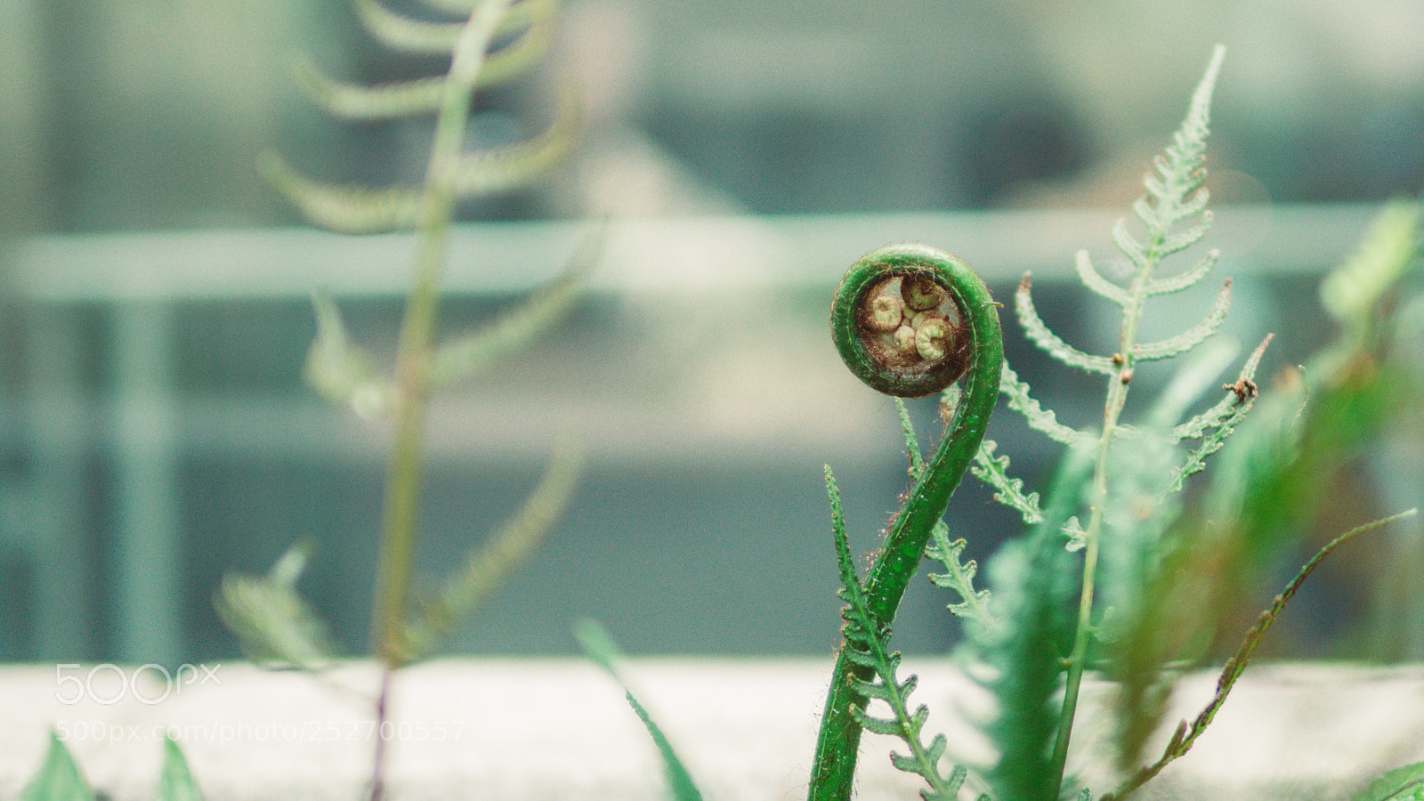 Olympus OM-D E-M10 II sample photo. Cercinate vernation ferns photography