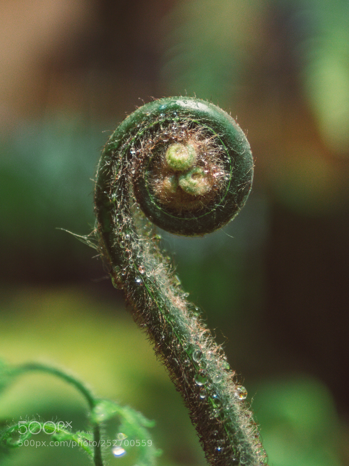 Olympus OM-D E-M10 II sample photo. Cercinate vernation ferns photography