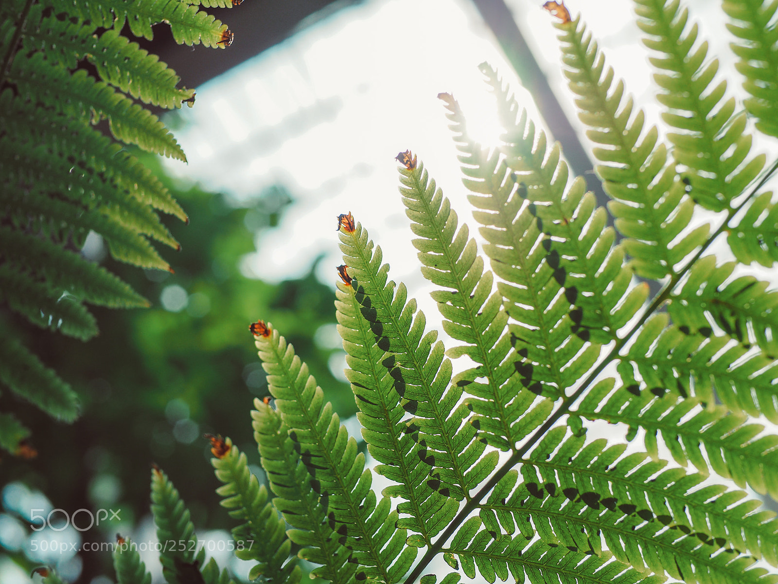 Olympus OM-D E-M10 II sample photo. Ferns in the sunlight photography