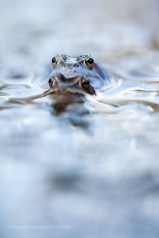 Canon EOS 5D Mark II sample photo. Moorfrog in cold water photography