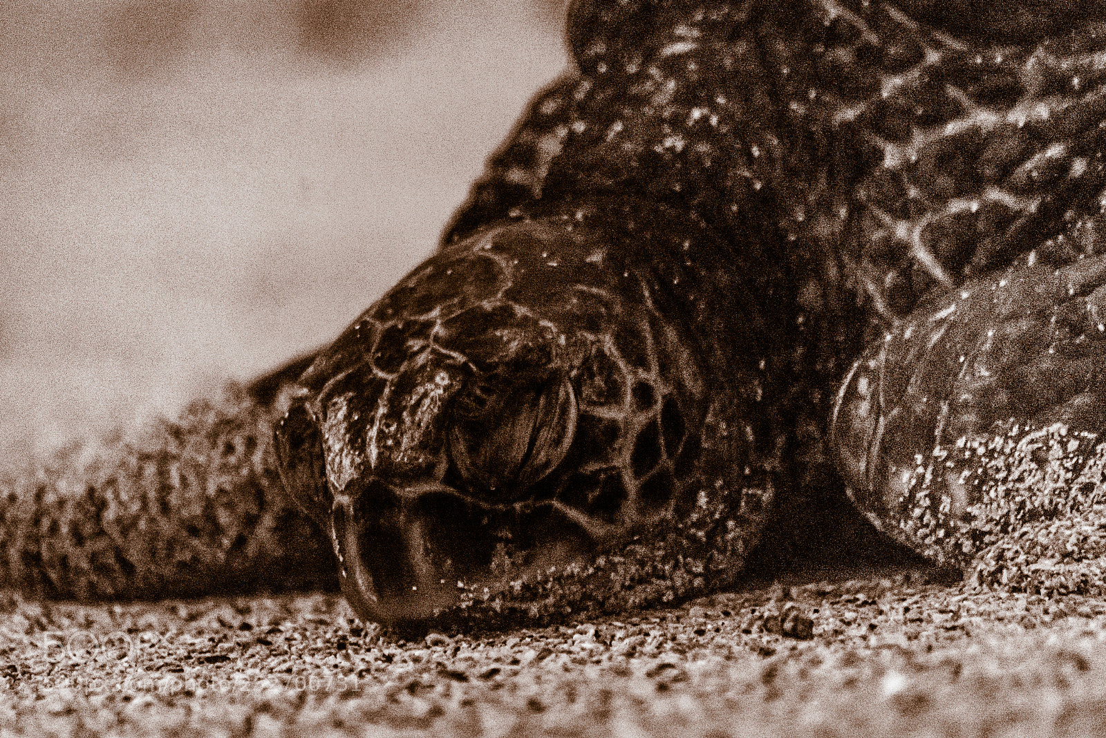 Nikon D750 sample photo. Turtle photography