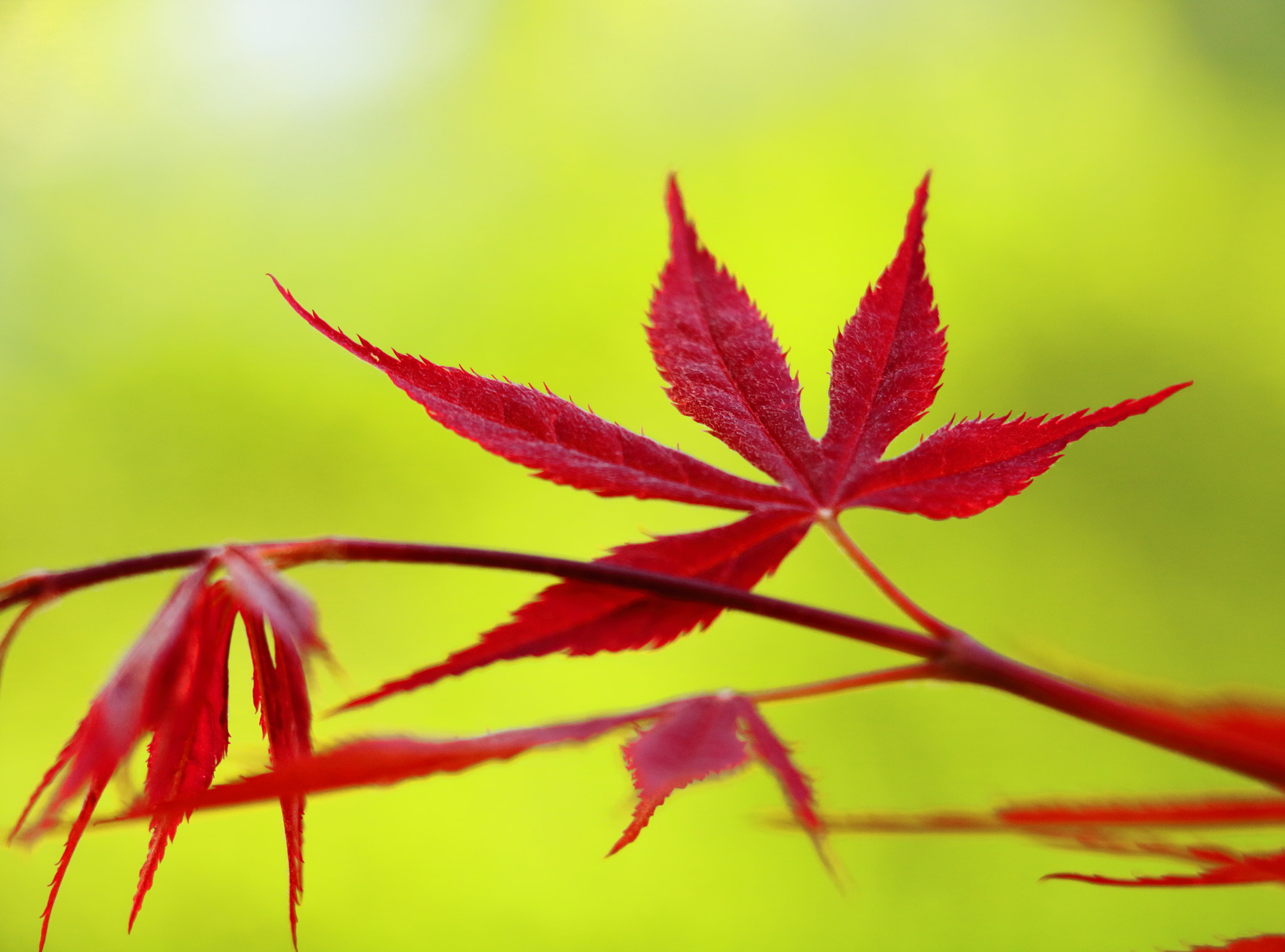 Canon EOS 760D (EOS Rebel T6s / EOS 8000D) sample photo. Maple in spring 4 photography