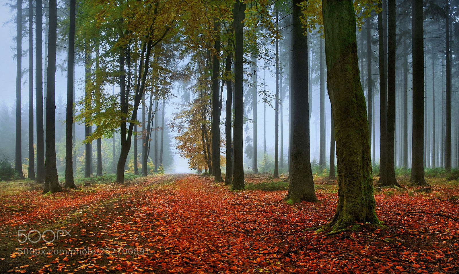 Nikon D60 sample photo. Old forest road photography