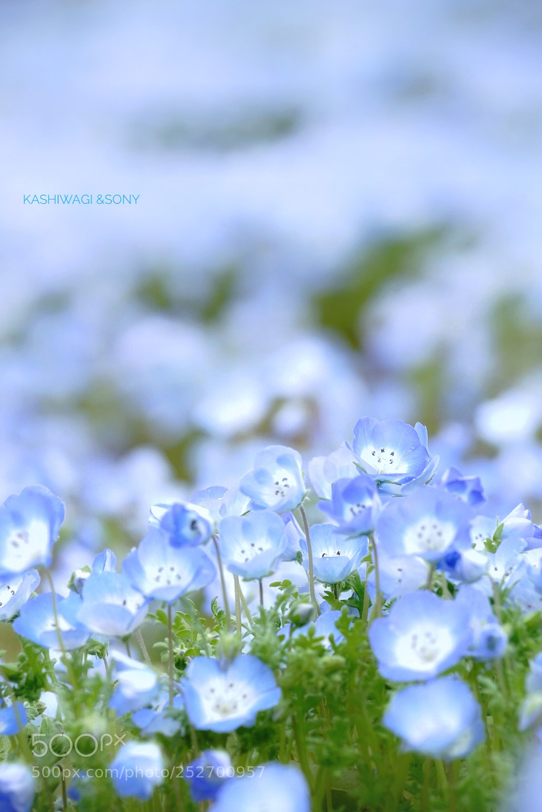 Sony a7 II sample photo. Blue world photography