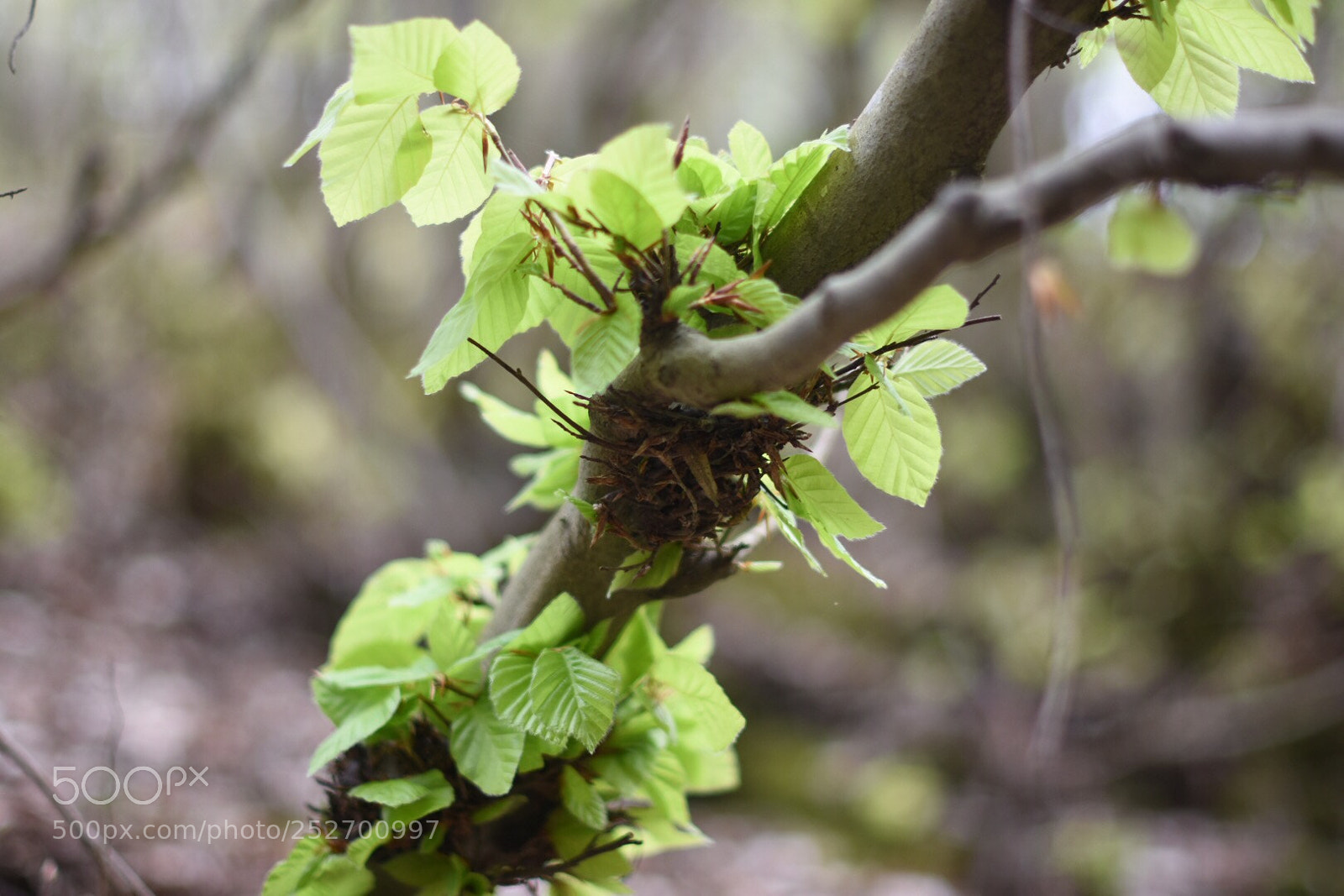 Nikon D7200 sample photo. Untitled photography