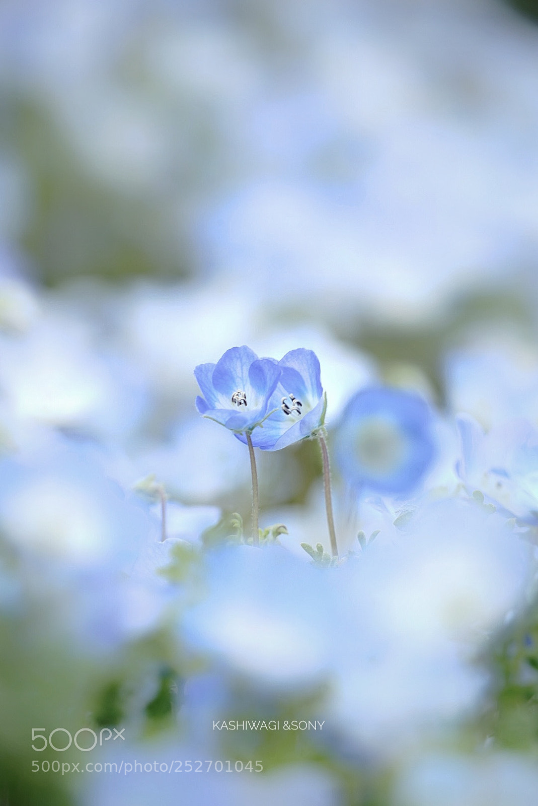 Sony a7 II sample photo. Blue world photography