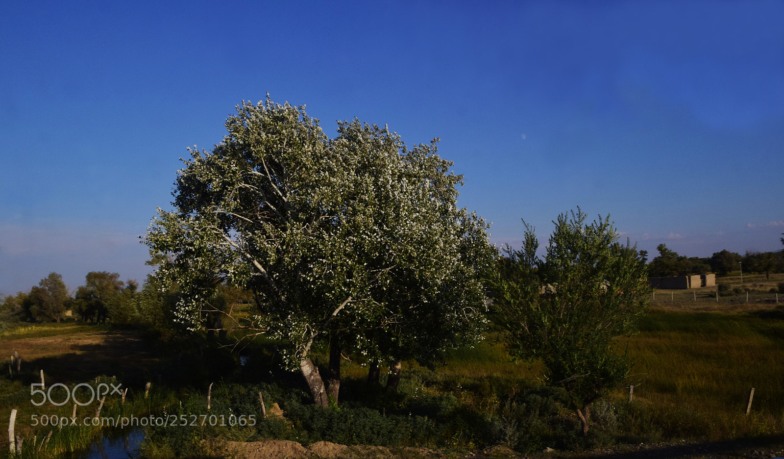 Nikon D3300 sample photo. A tree photography
