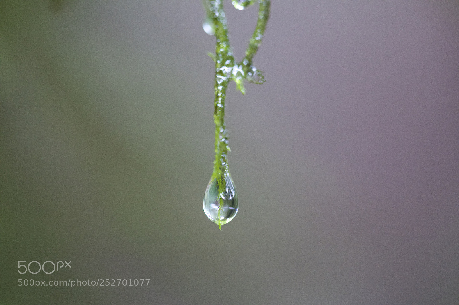 Canon EOS 5D Mark II sample photo. Rain drop photography