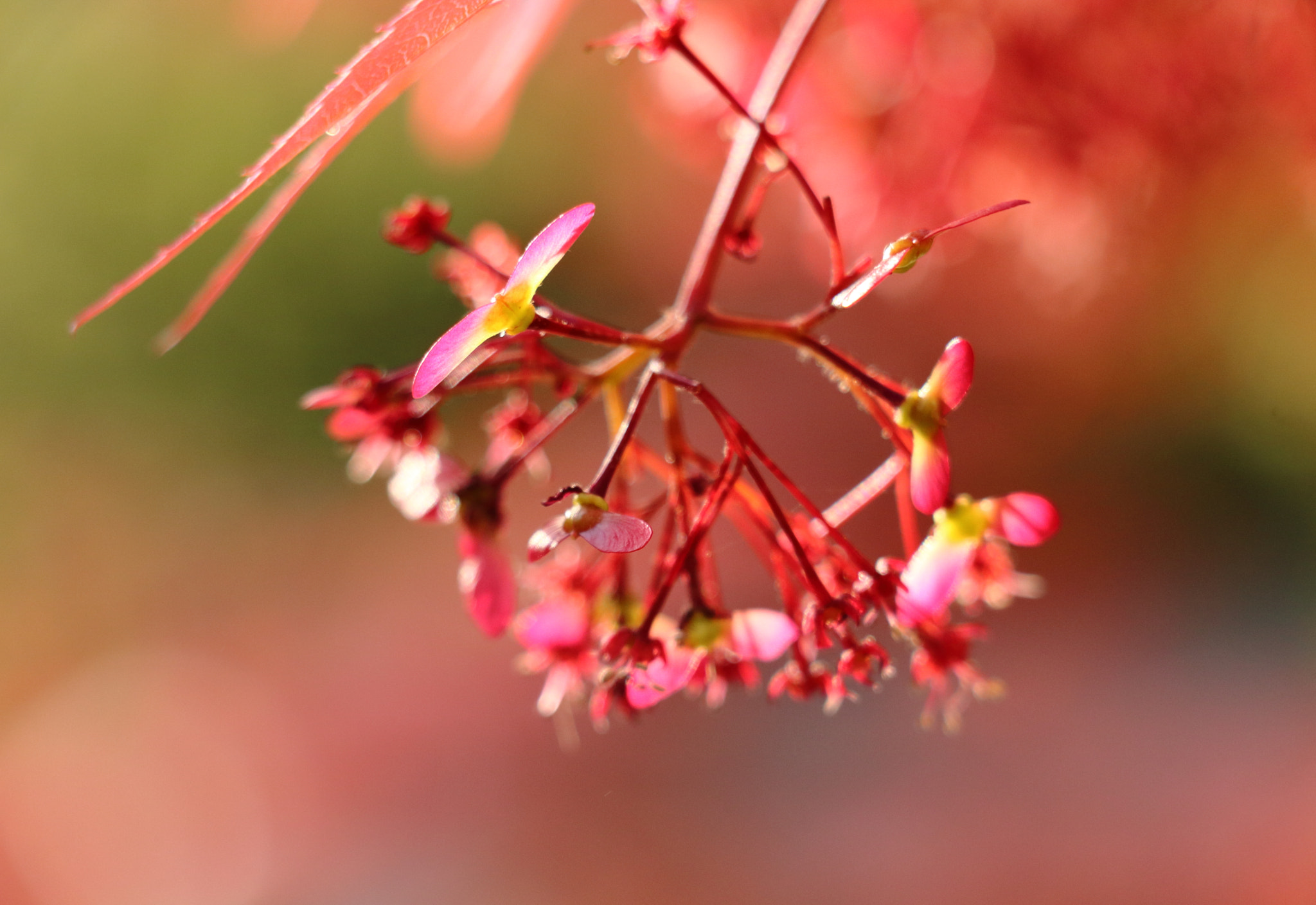 Canon EOS 760D (EOS Rebel T6s / EOS 8000D) sample photo. Maple in spring 5 photography