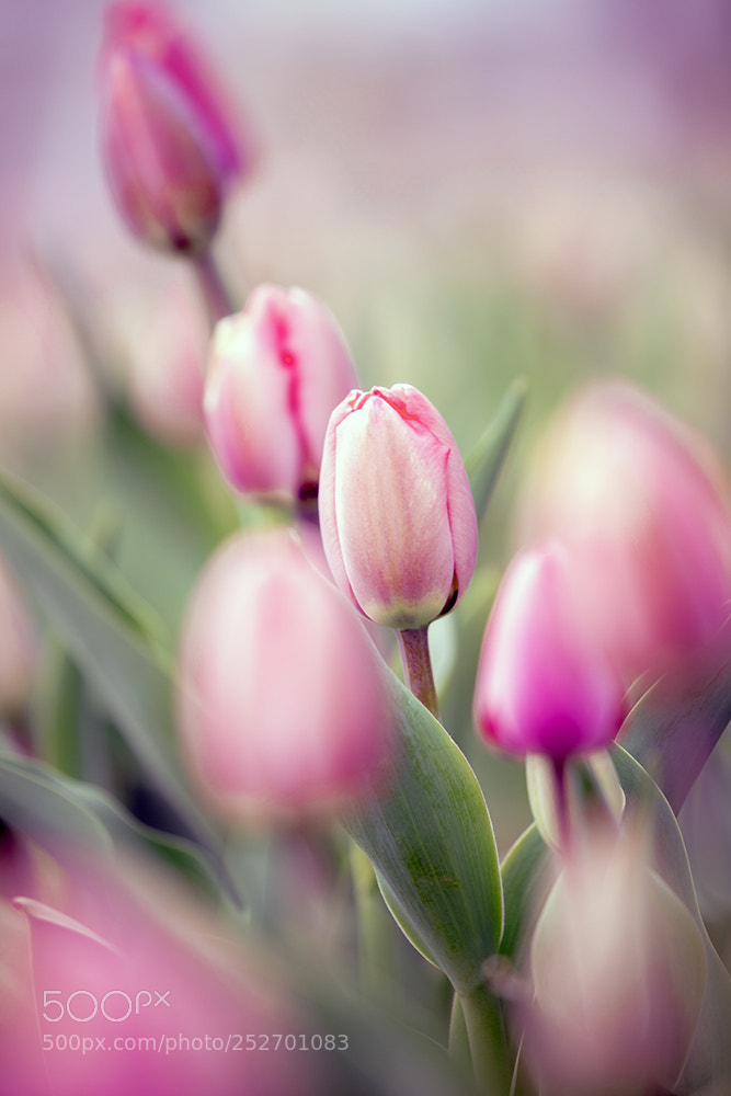 Canon EOS 5DS R sample photo. 郁金香（tulips） photography
