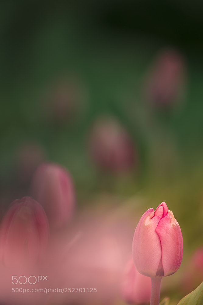 Canon EOS 5DS R sample photo. 郁金香（tulips） photography