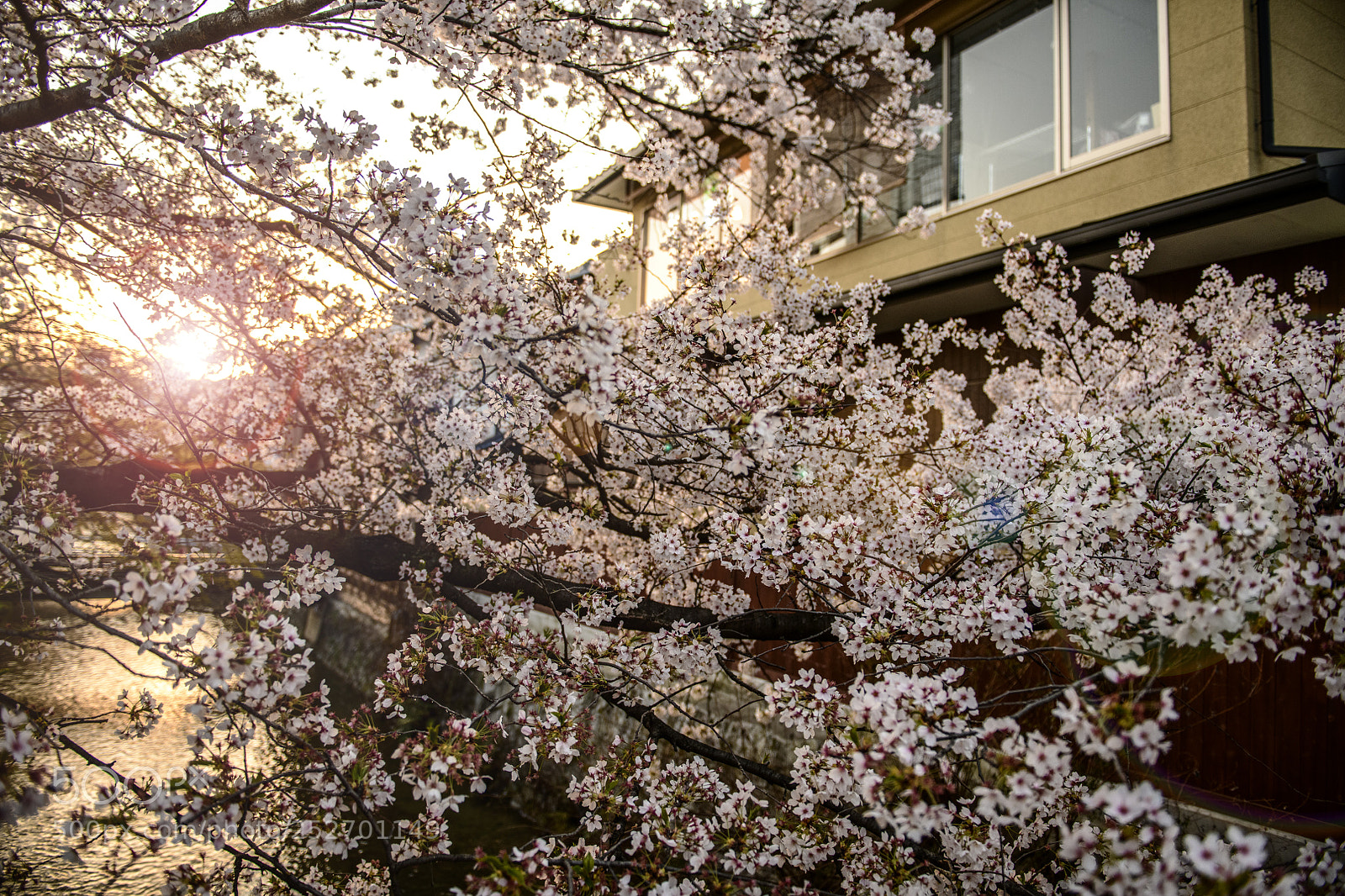 Nikon D850 sample photo. Sakura season gion kyoto (祇園, ぎおん) photography