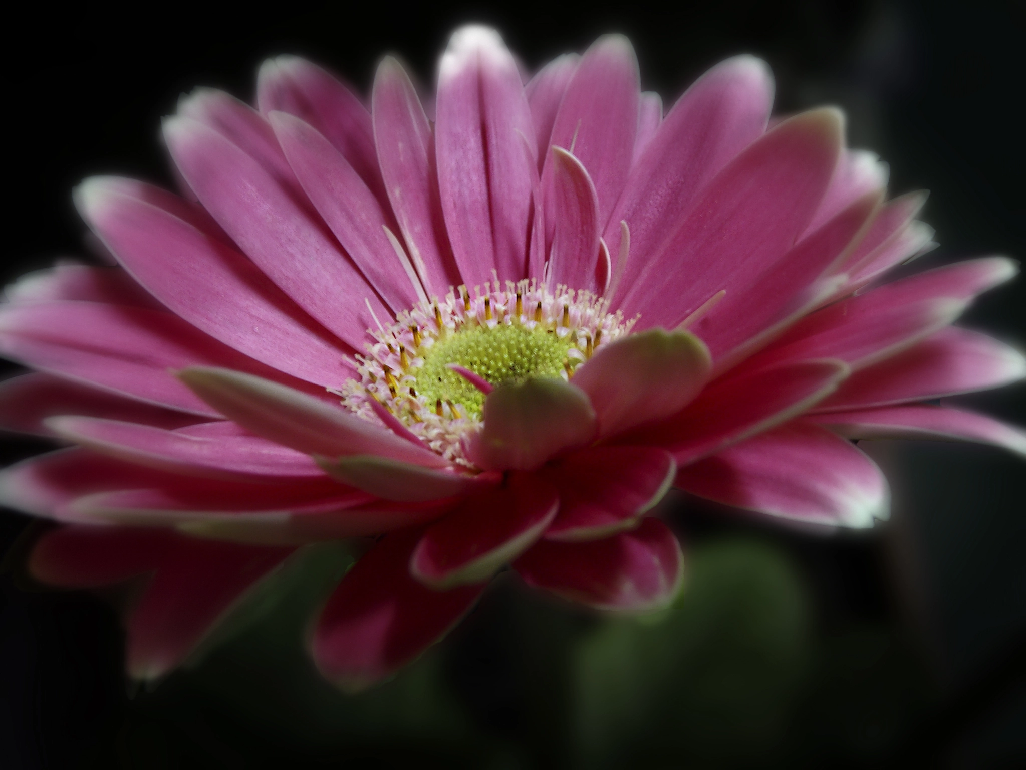 Sony Cyber-shot DSC-H10 sample photo. Gerbera photography