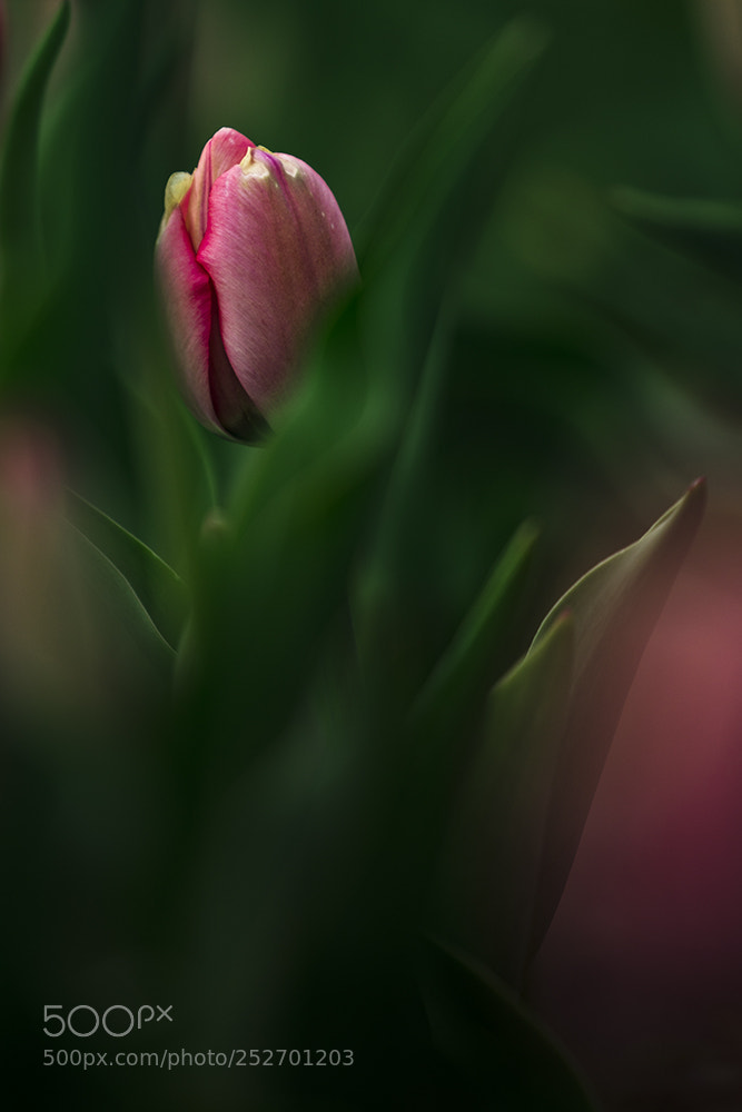 Canon EOS 5DS R sample photo. 郁金香（tulips） photography