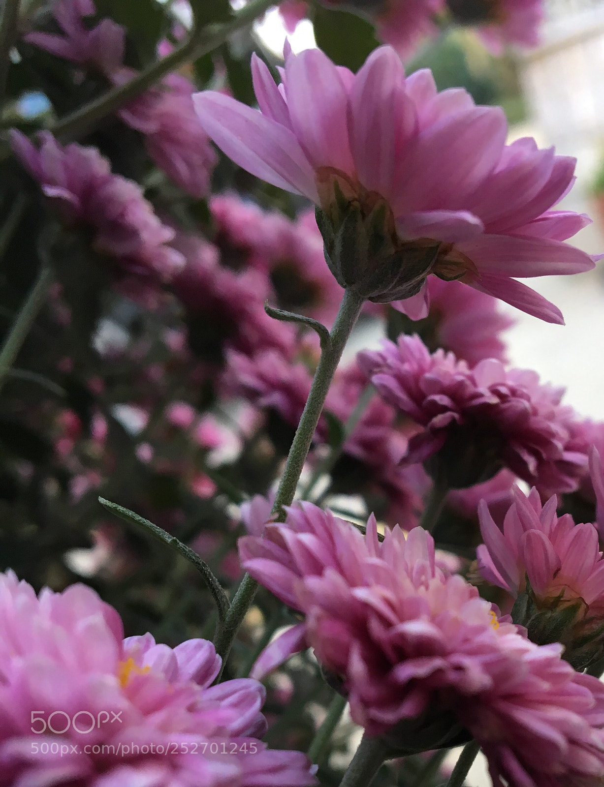Apple iPhone 6s sample photo. Pink flowers photography
