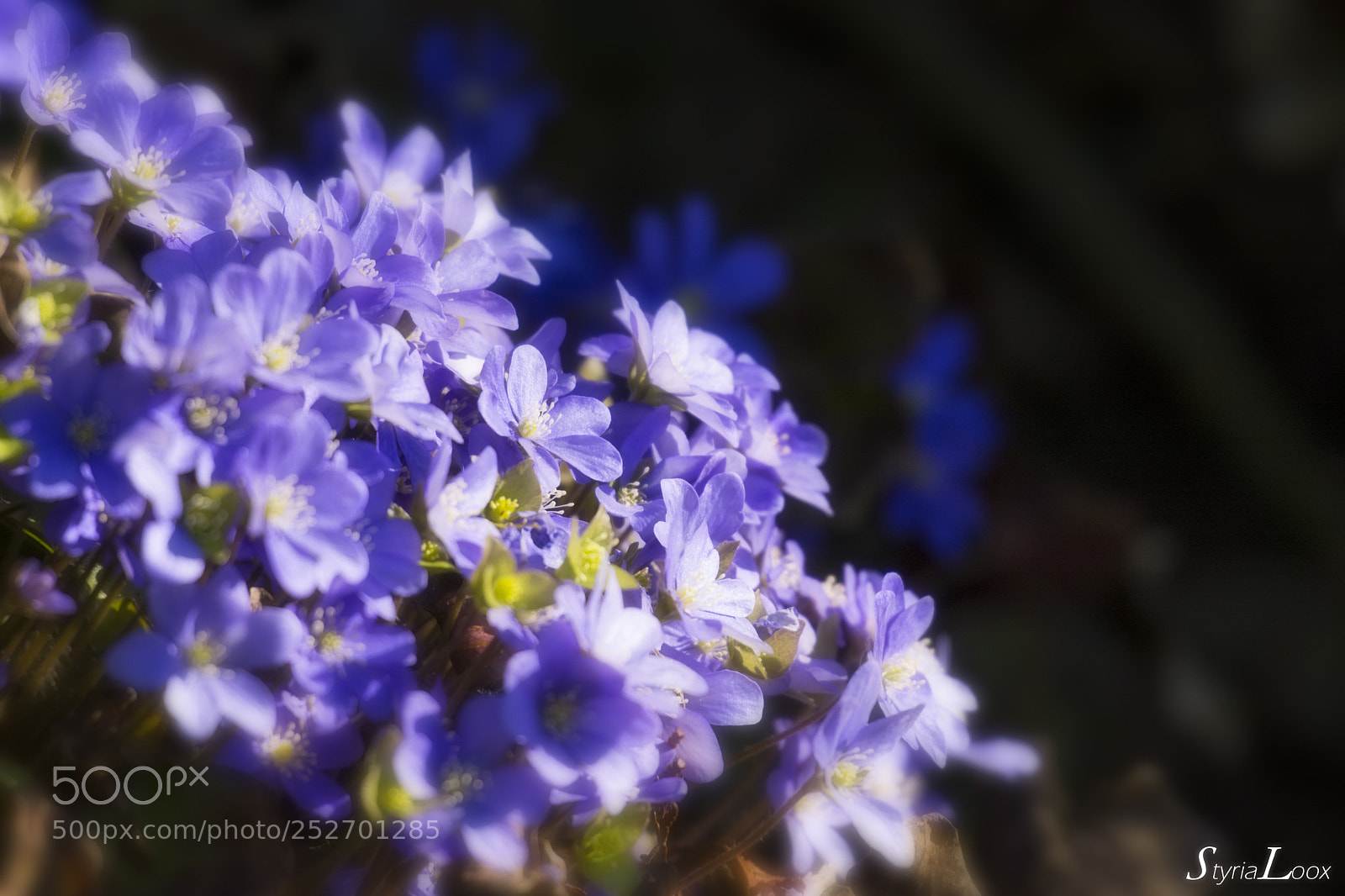 Nikon D7100 sample photo. Leberblümchen - hepatica photography
