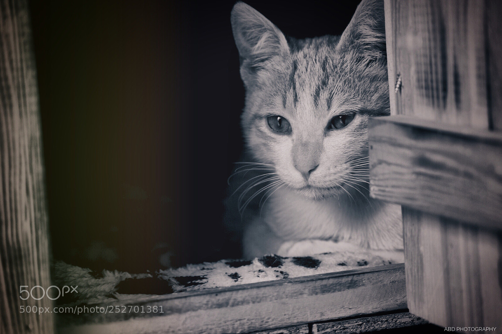 Nikon D5300 sample photo. Cat looking from it's photography