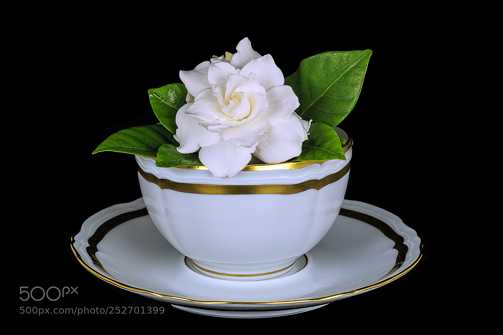 Sony a7R II sample photo. Gardenia in limoges photography