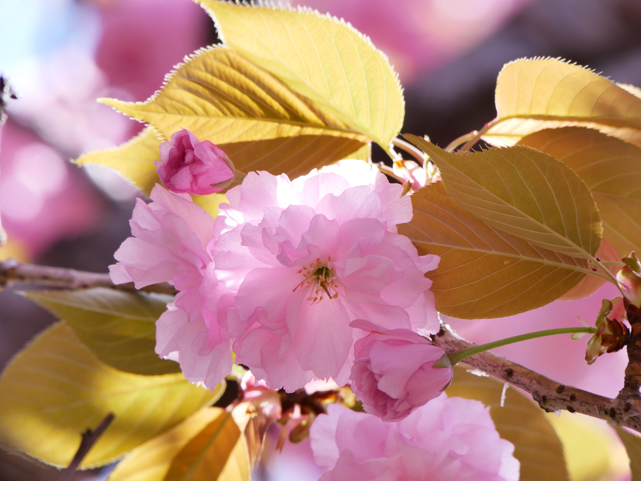 Panasonic DMC-G8 sample photo. 八重の桜 photography