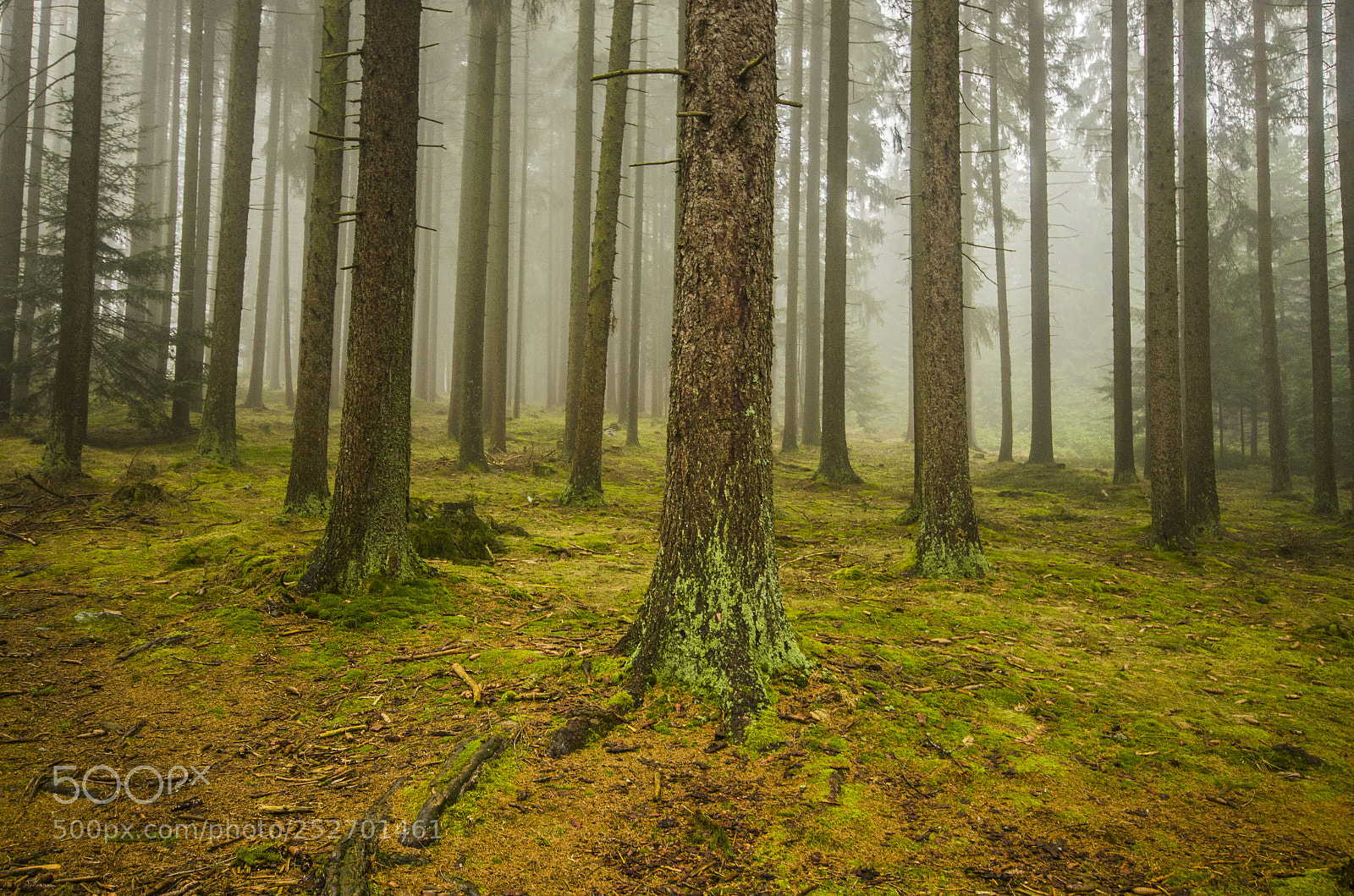 Pentax K-5 sample photo. Mystic forest photography