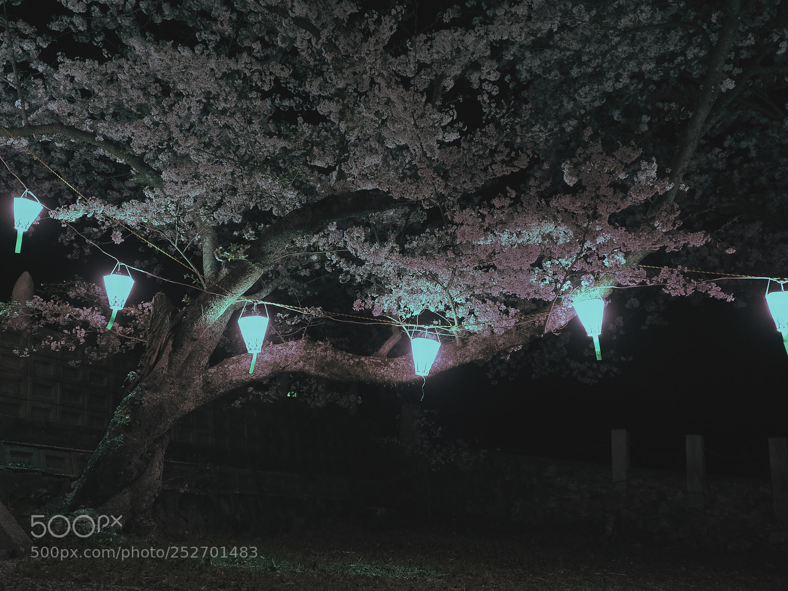 Olympus OM-D E-M5 II sample photo. Pink lanterns photography