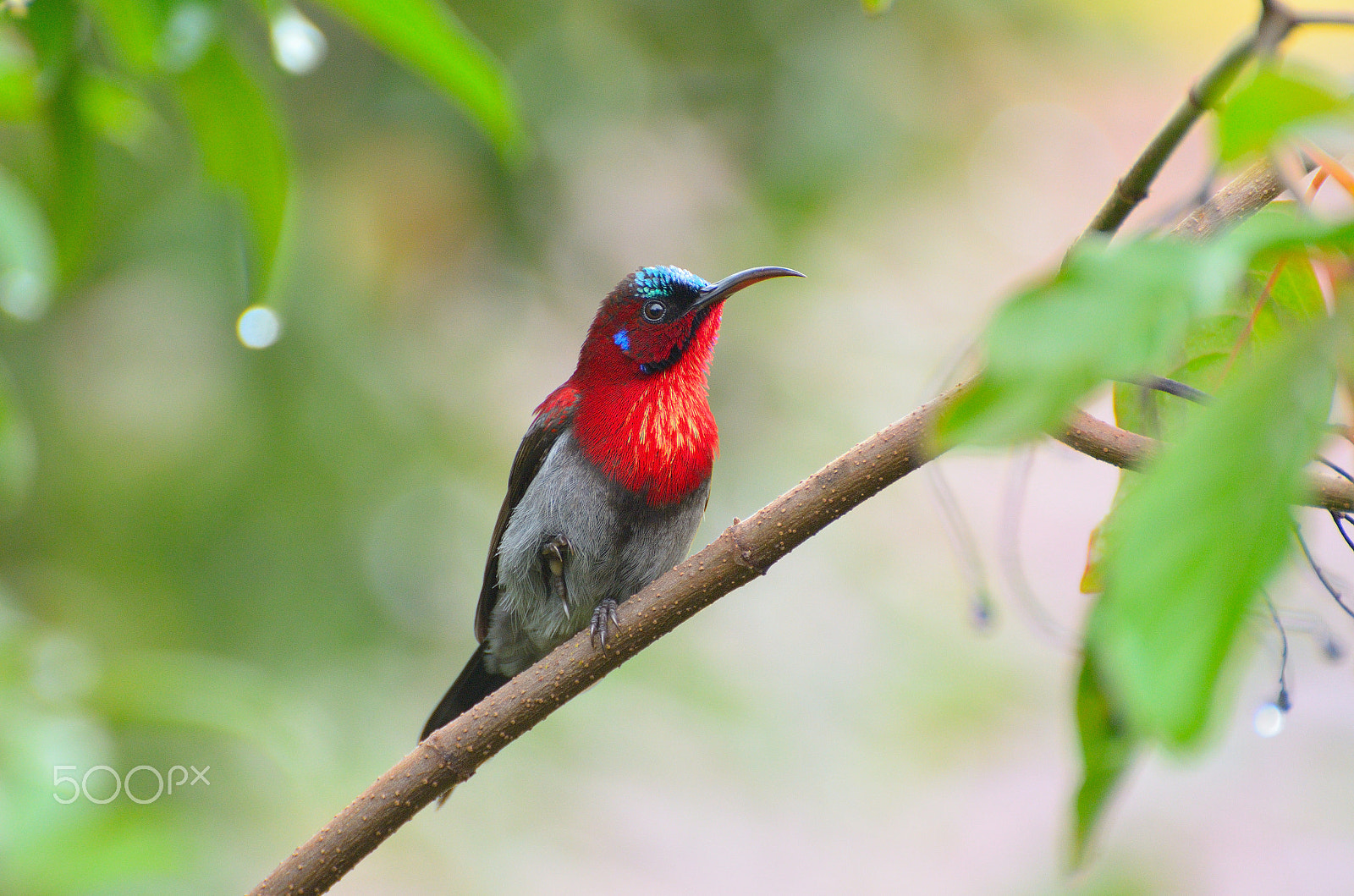 Nikon D7000 sample photo. Vigor's sunbird photography