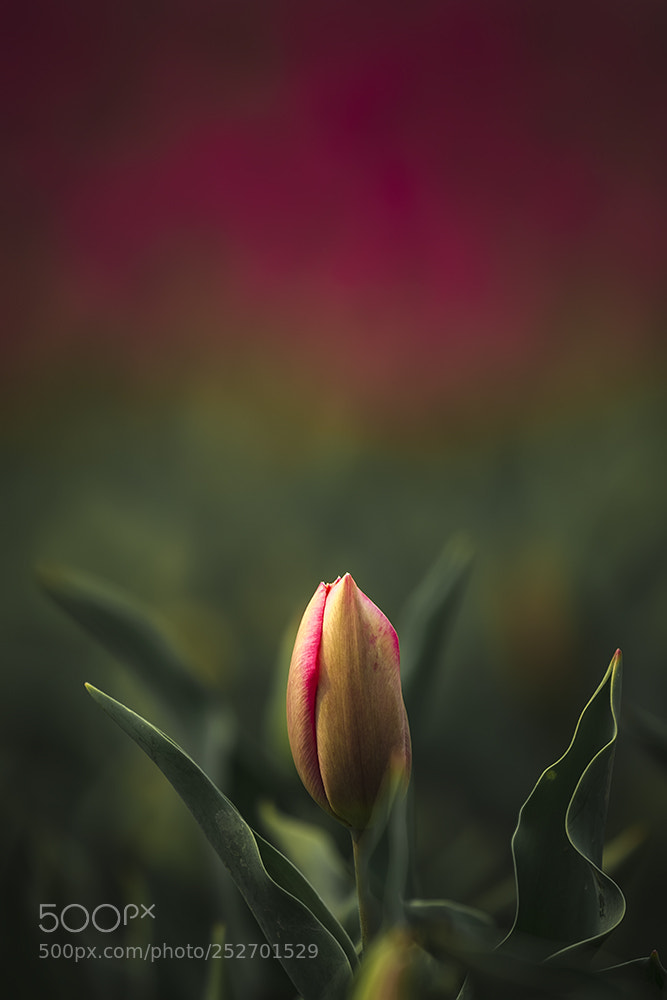 Canon EOS 5DS R sample photo. 郁金香（tulips） photography