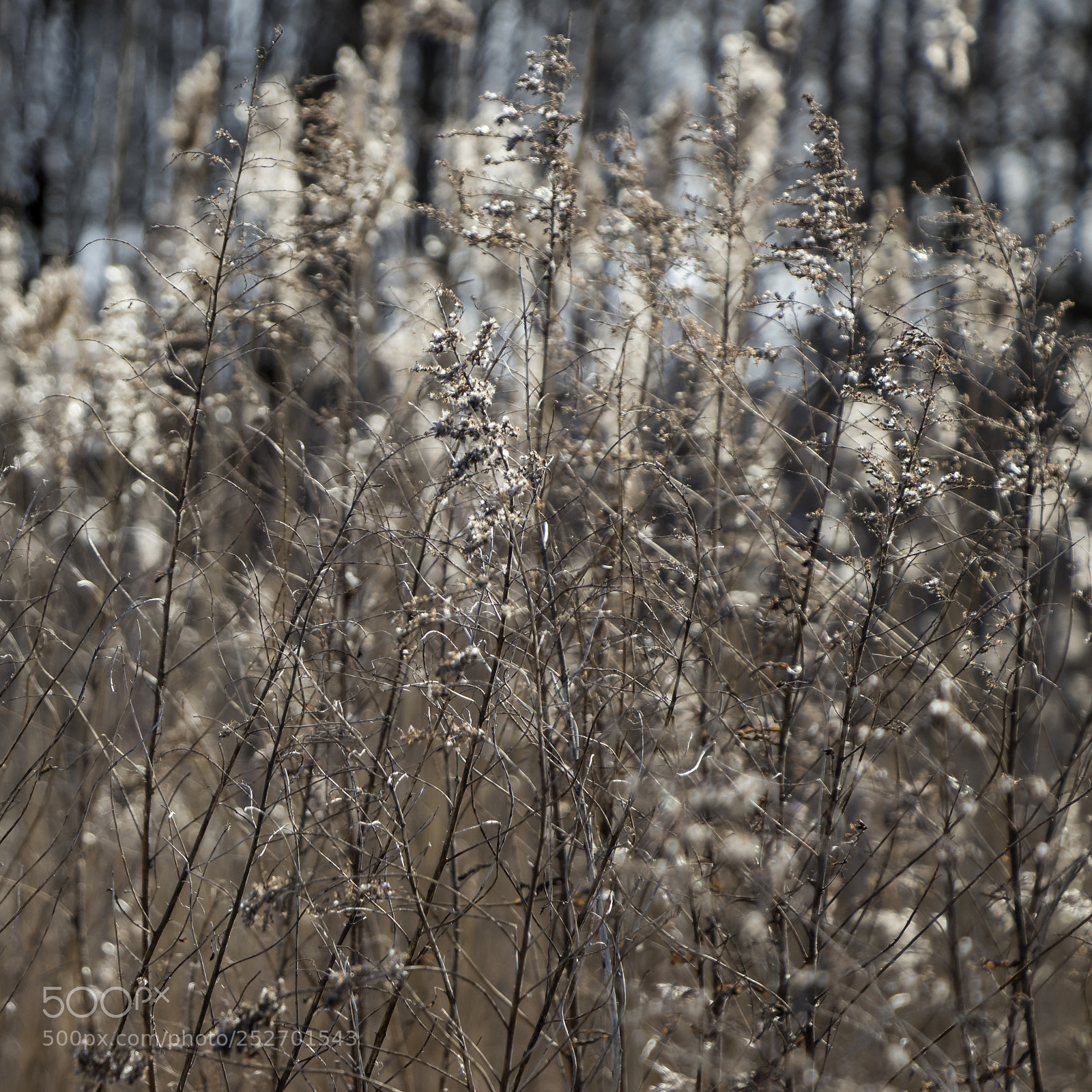 Canon EOS 80D sample photo. Dry grass photography