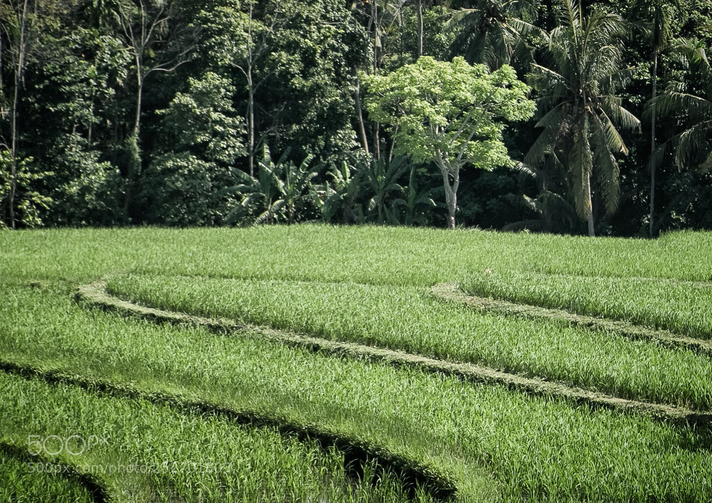 Canon EOS 5D Mark IV sample photo. In green - bali photography