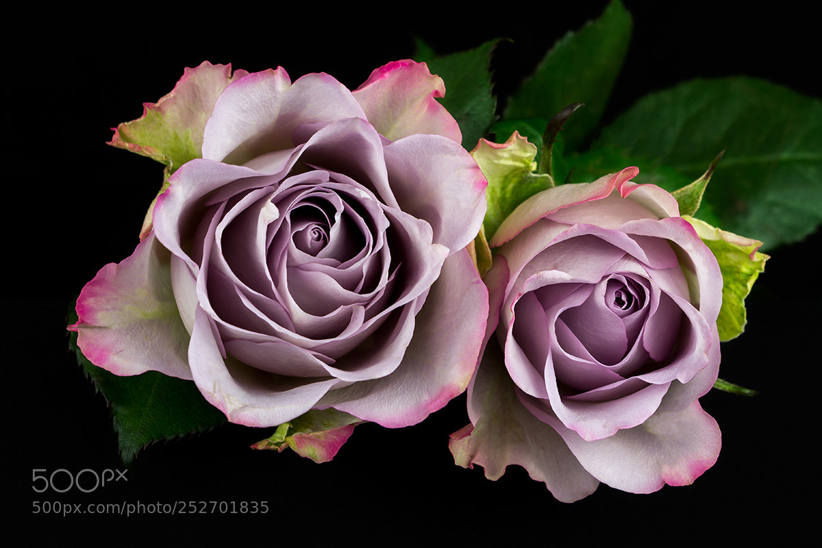 Canon EOS 60D sample photo. Song of roses photography