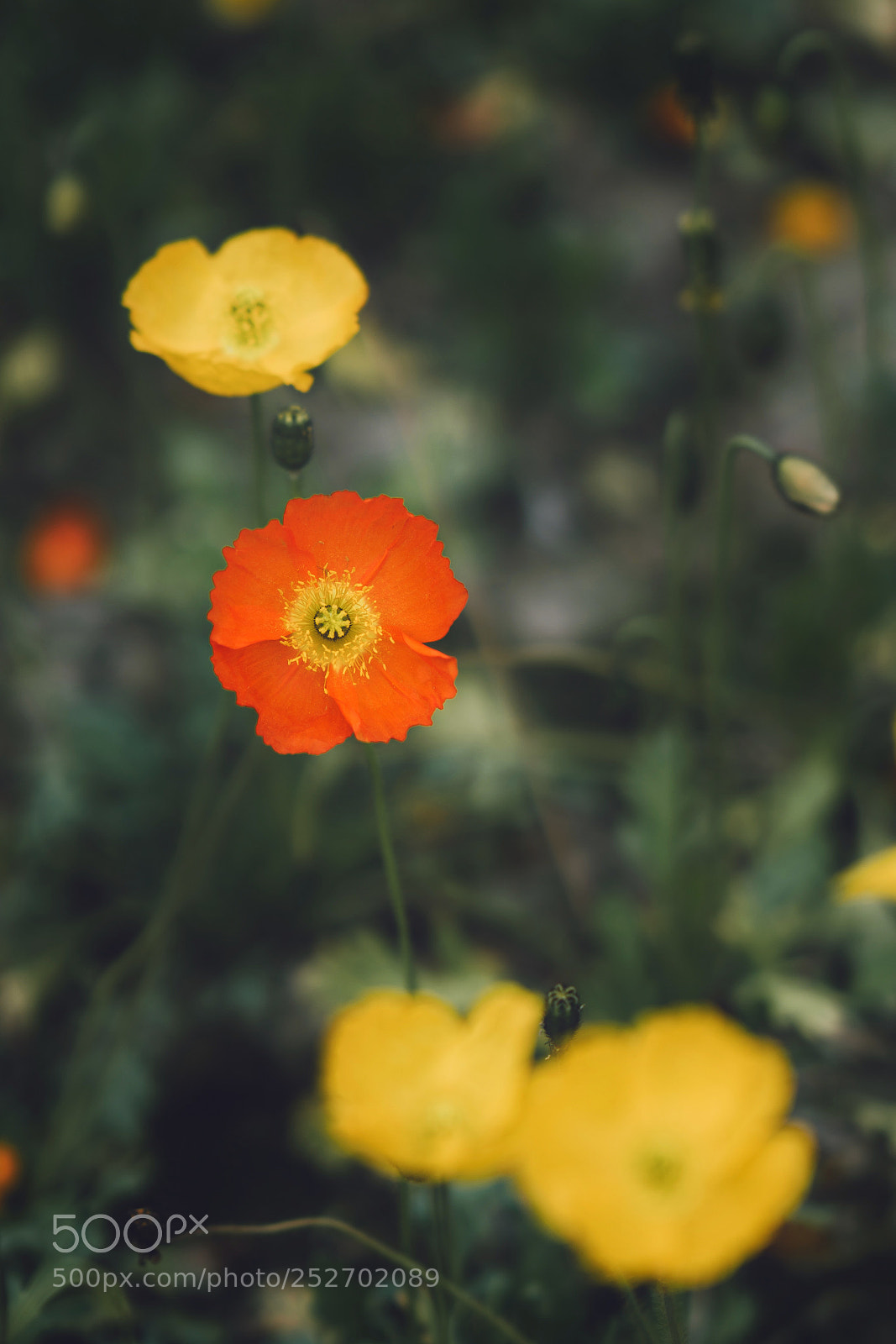 Sony a7R III sample photo. Untitled photography
