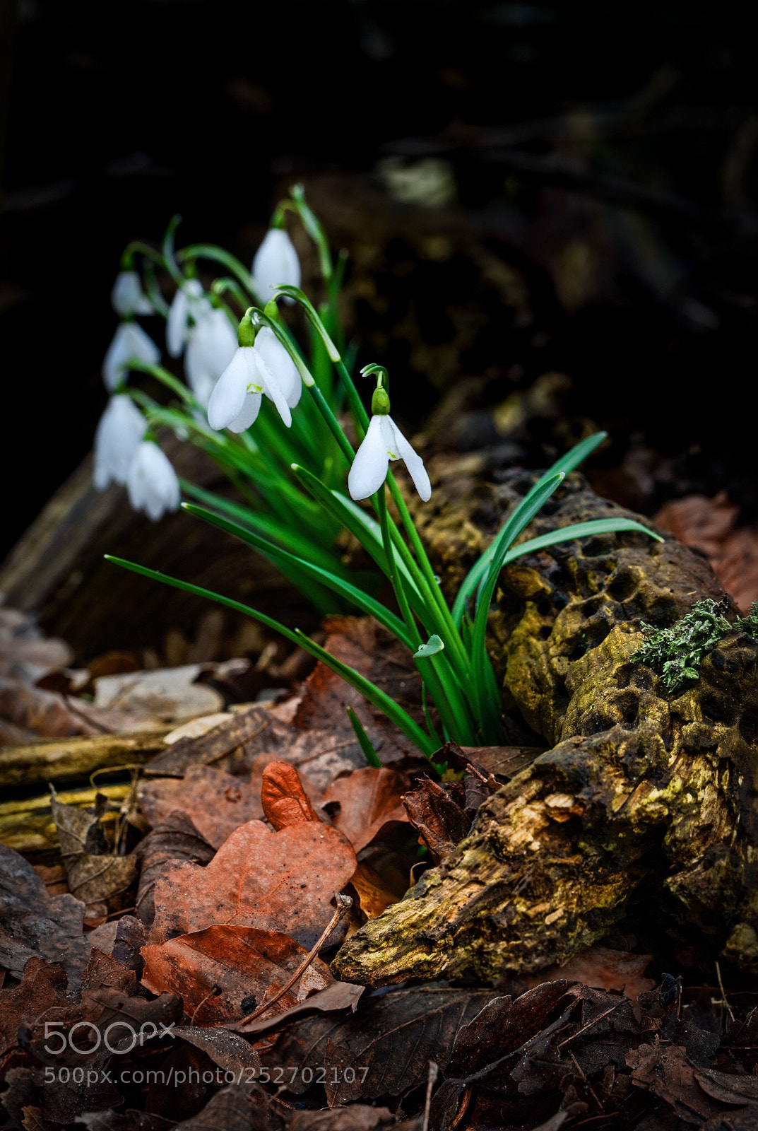 Nikon D800 sample photo. Snowdrops photography