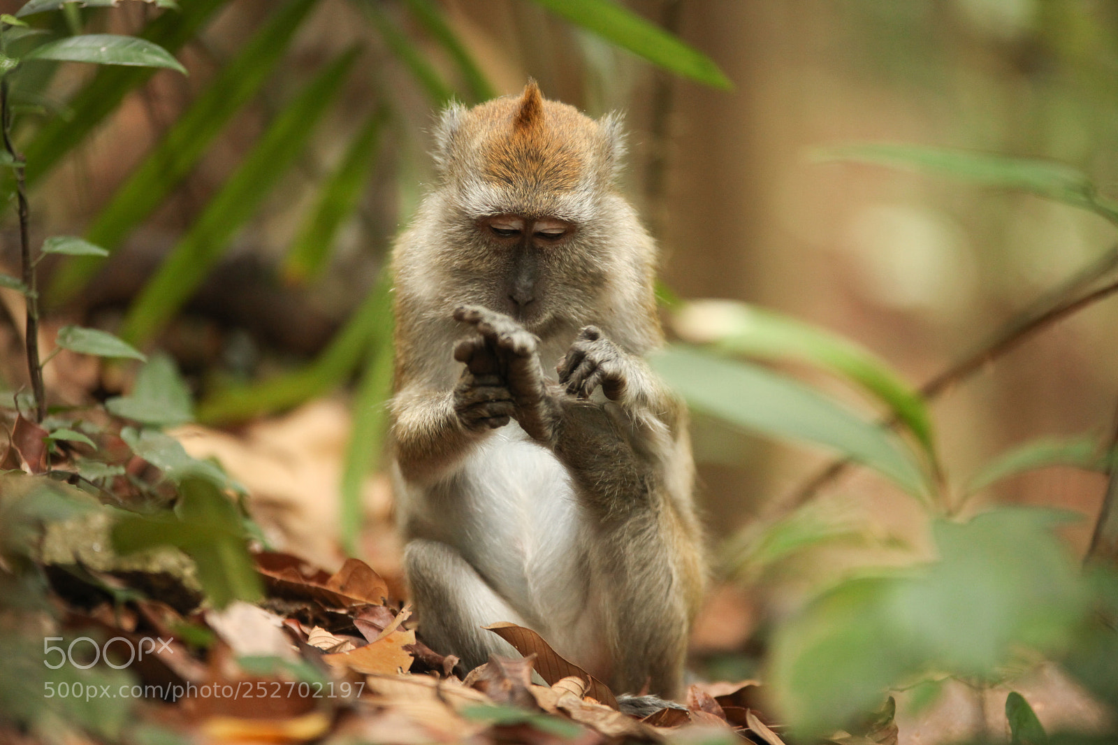 Canon EOS 5D Mark II sample photo. Macaque photography