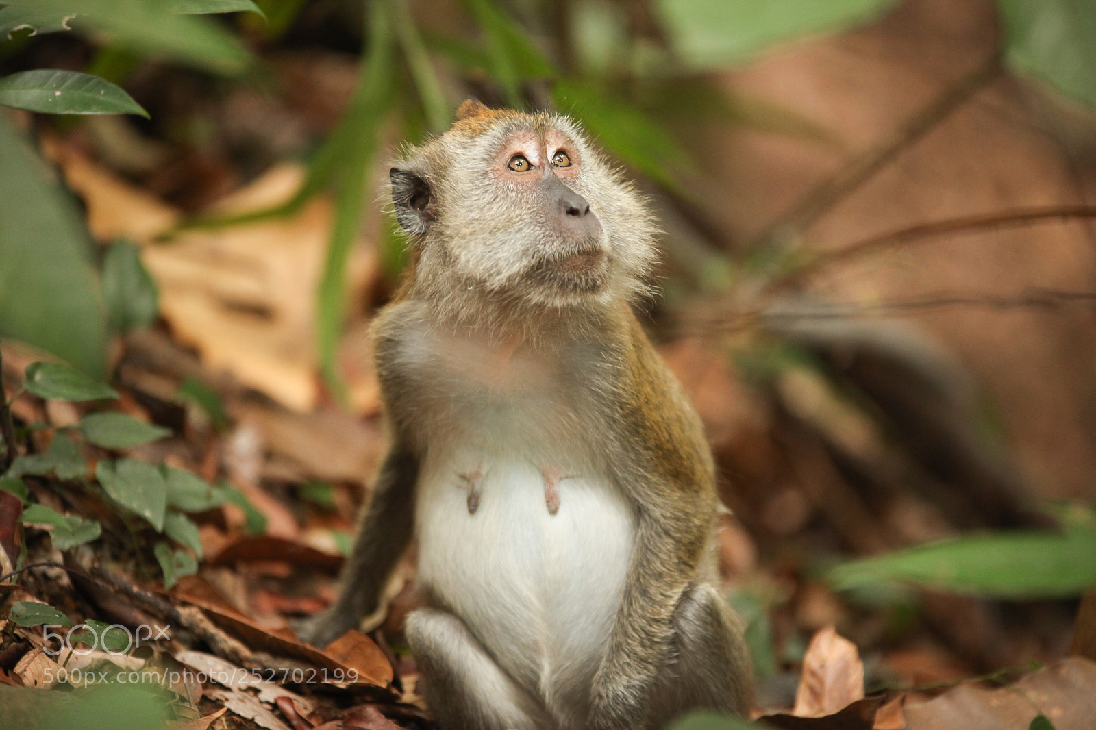 Canon EOS 5D Mark II sample photo. Macaque photography