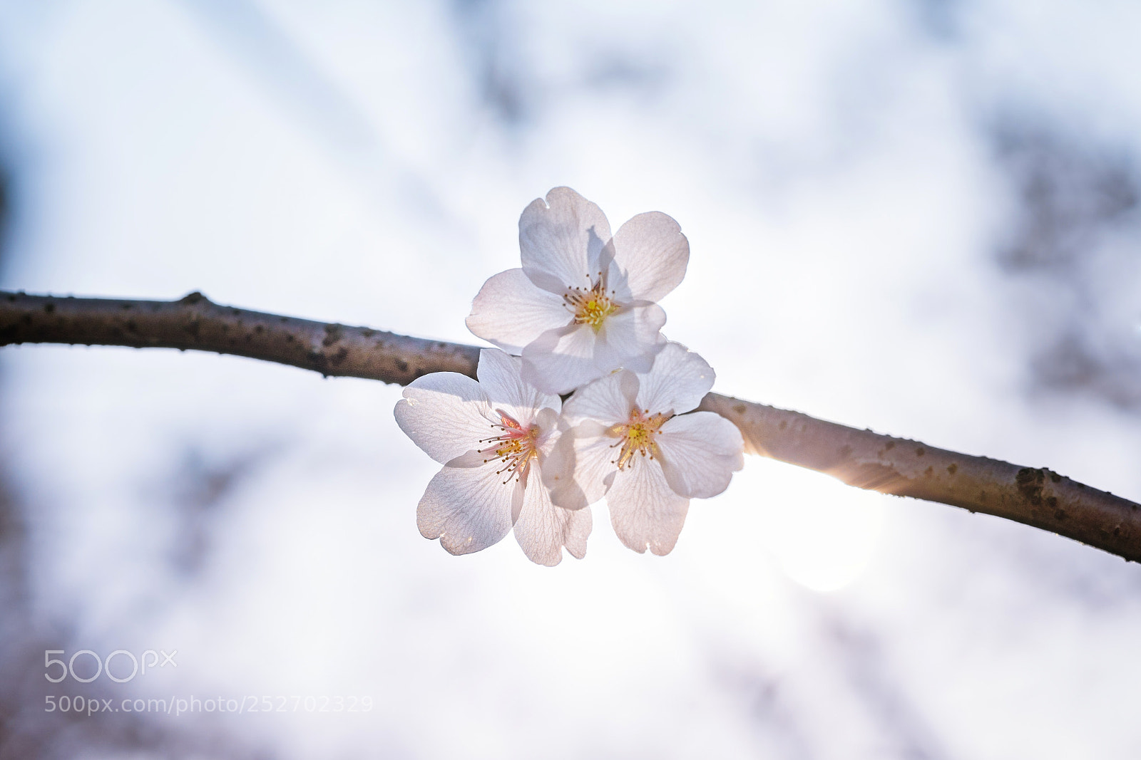 Sony a7R III sample photo. Untitled photography