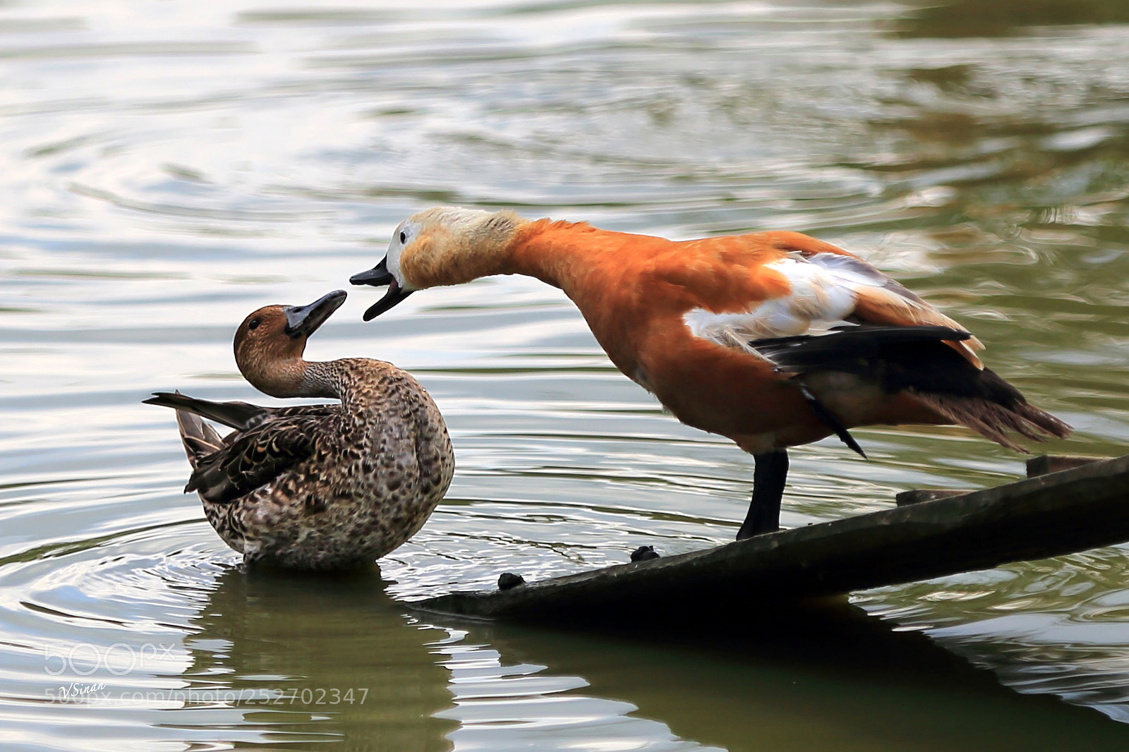 Canon EOS-1D X sample photo. Goose scolding duck :) photography