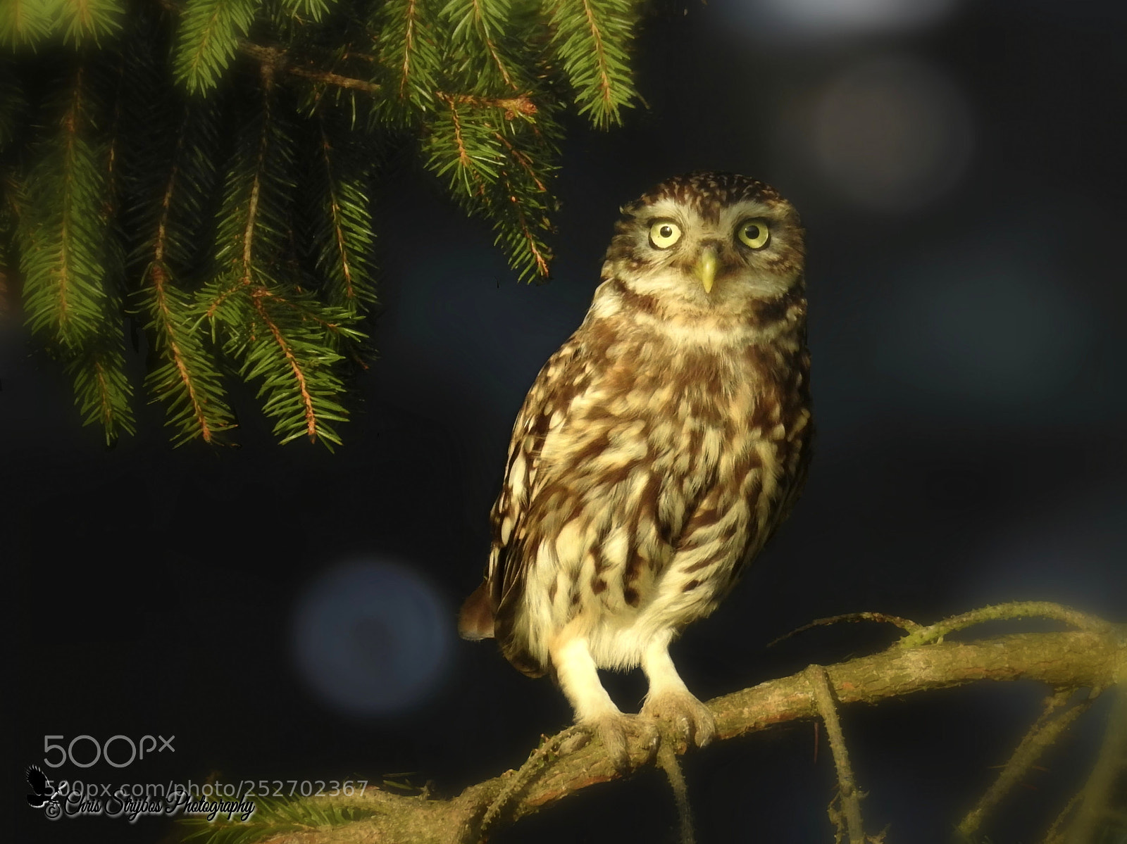 Nikon Coolpix P900 sample photo. Little owl photography