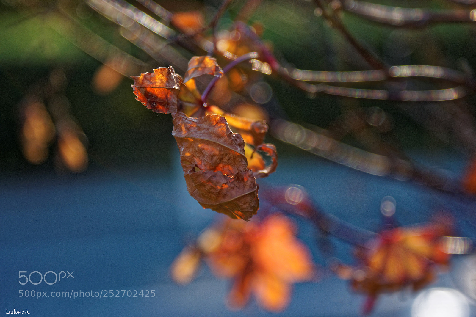 Sony Alpha DSLR-A700 sample photo. Feuilles en automne photography