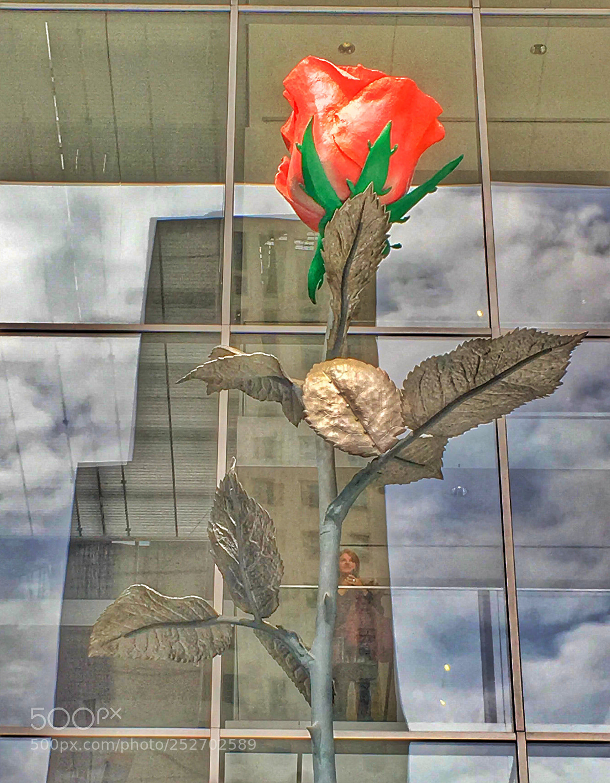 Apple iPhone 6s sample photo. Nyc rose photography