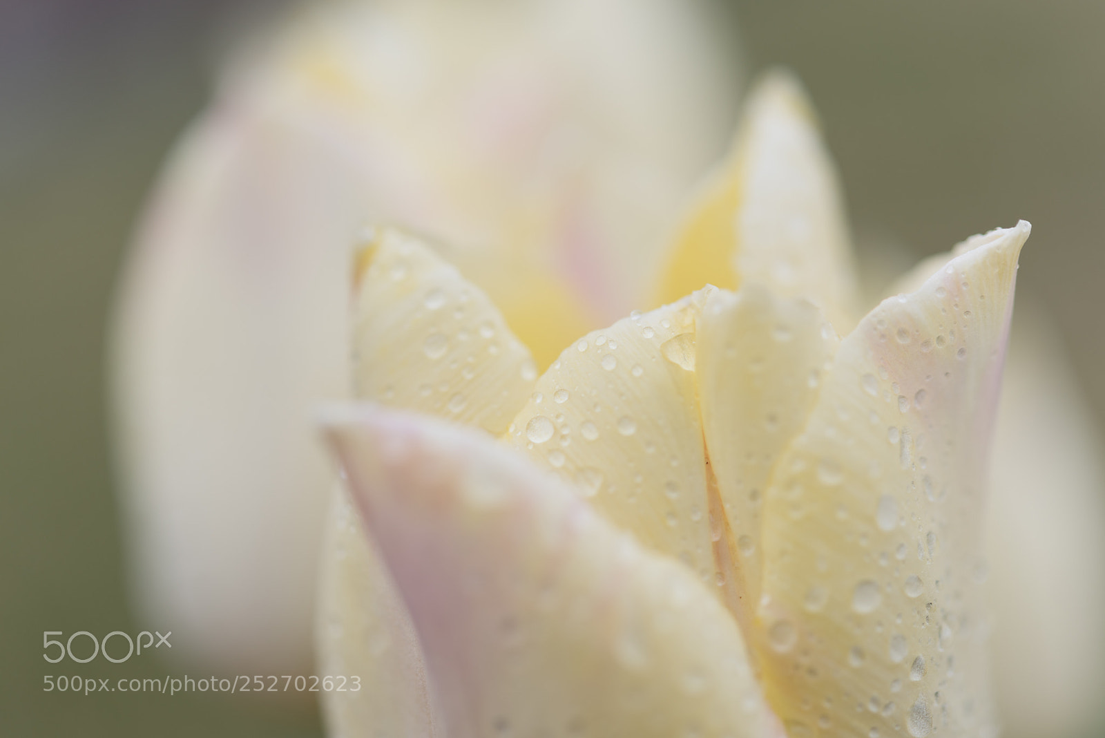 Nikon D810 sample photo. After the rain photography